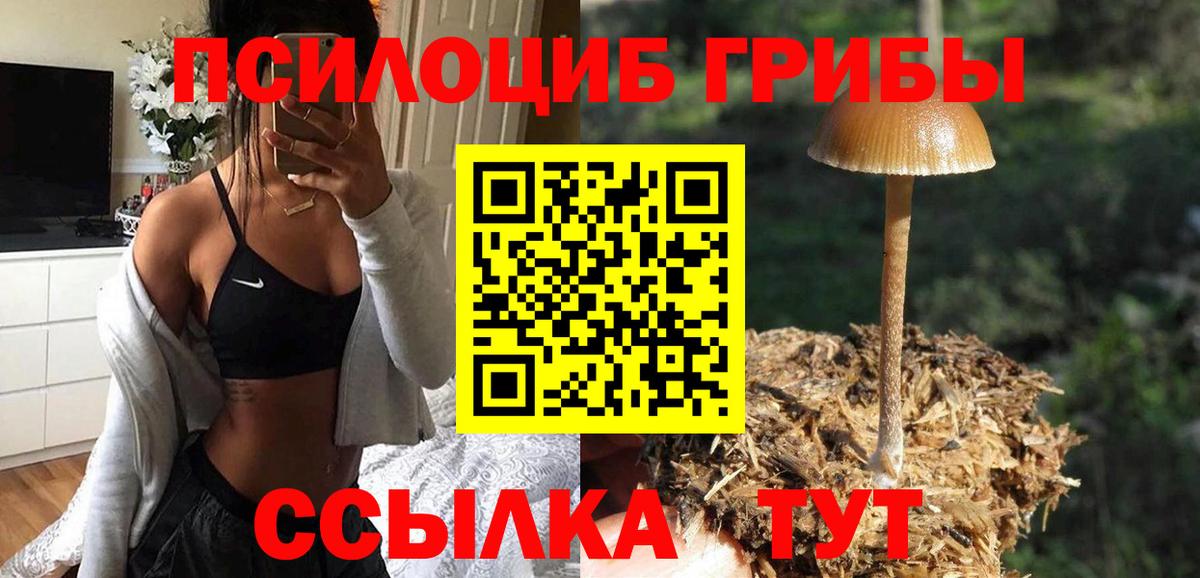 Галлюциногенные грибы Cubensis Сухой Лог